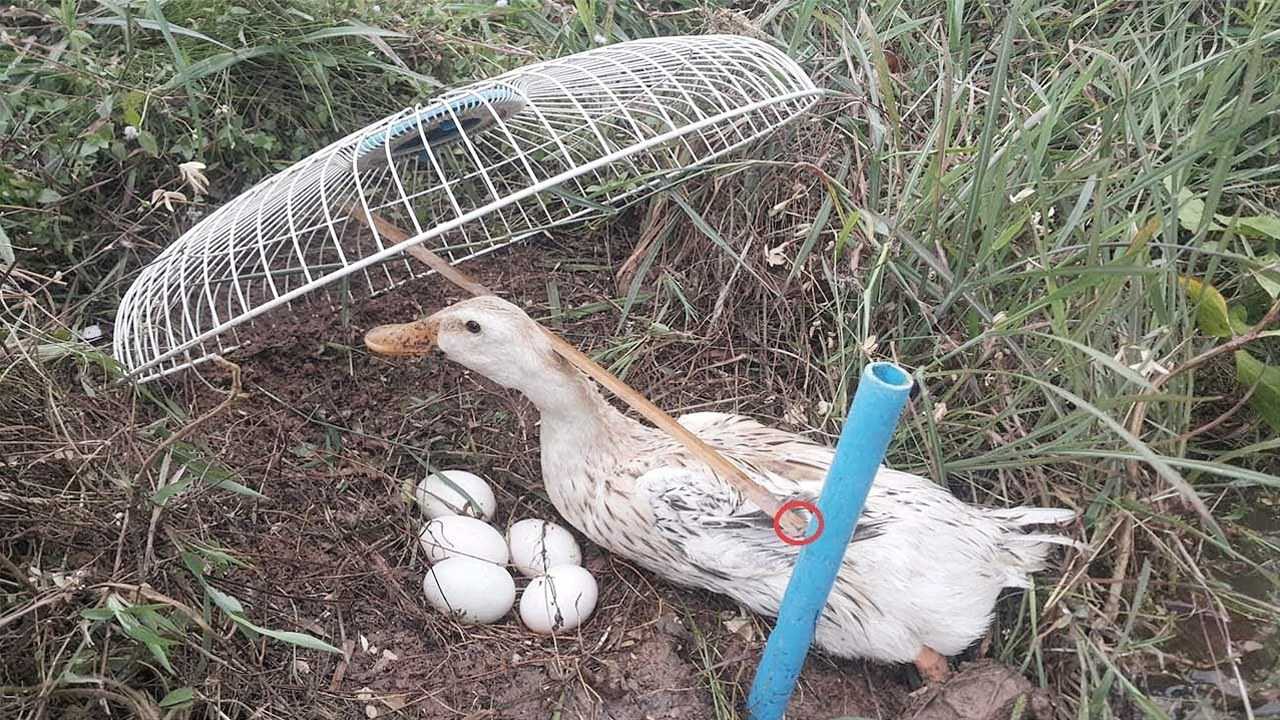 老鸭窝最新发布地址探索与分享